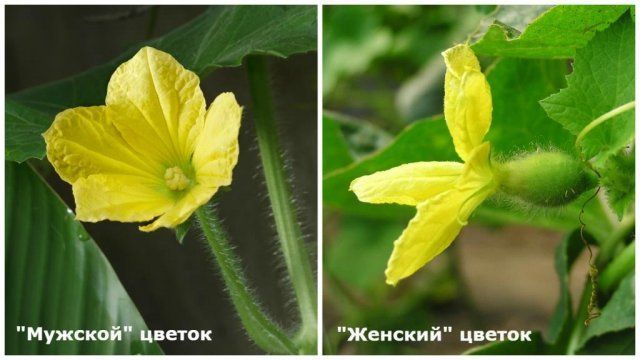 Все о выращивании дыни в открытом грунте и теплице 