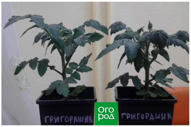 Выращивание томатов в квартире зимой – личный опыт с выводами и сортами 