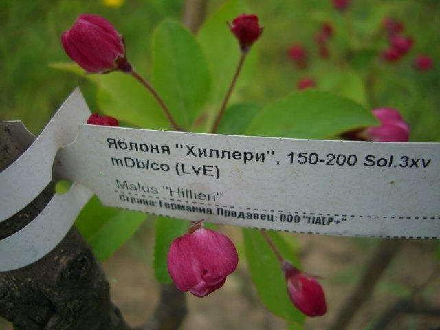 ЗКС Р19 – что означают буквы на саженцах
