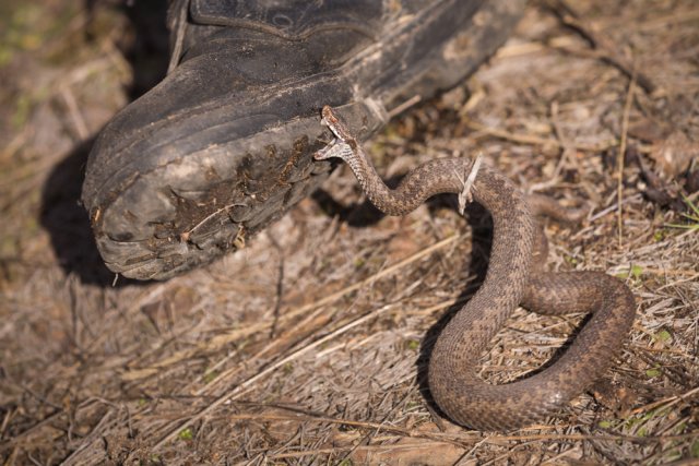 Змеи на дачном участке и в лесу – развенчиваем 7 популярных мифов 