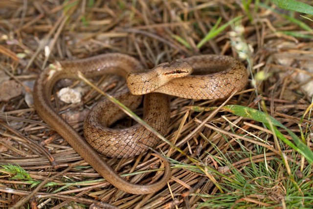 Змеи на дачном участке и в лесу – развенчиваем 7 популярных мифов 