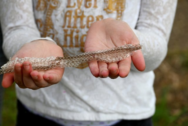 Змеи на дачном участке и в лесу – развенчиваем 7 популярных мифов 