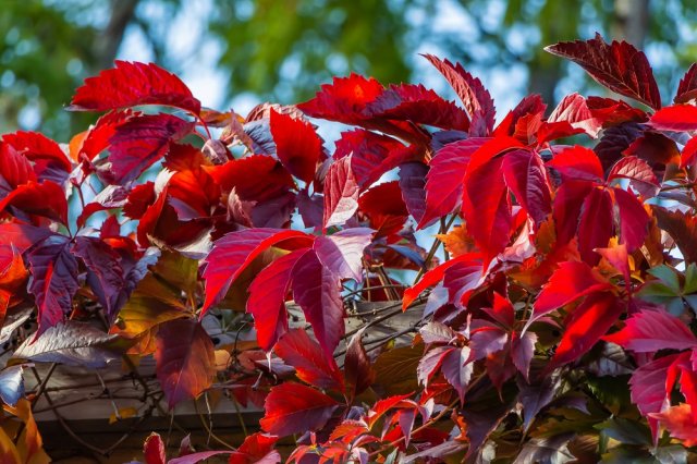 Зоны морозостойкости USDA – что это такое и как их использовать у нас 